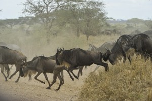 "Unlike an office where most users roam between their desks and a conference room or two in a fairly reliable pattern, I have herds of thousands of students sweeping majestically across campus like technology-laden wildebeest crossing the Serengeti," university IT professional.